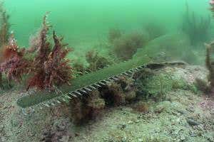 Sawfish is first vertebrate known to clone itself in the wild