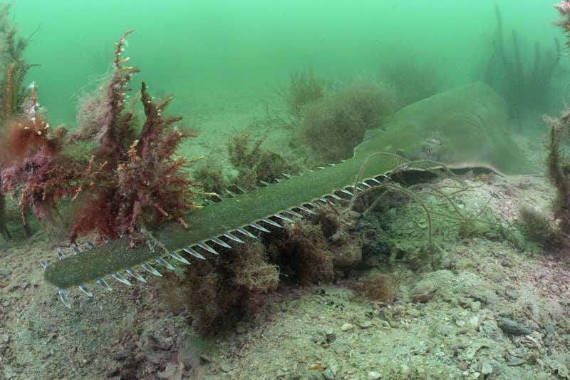 New Scientist. Science news and long reads from expert journalists, covering developments in science, technology, health and the environment on the website and the magazine.