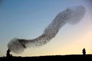 Wave motion shows how bird flocks have to be just the right size