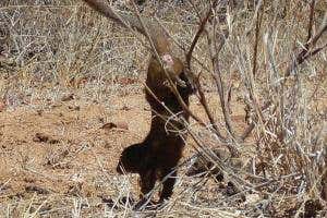 Handstands and cartwheels turn dwarf mongooses into tough guys