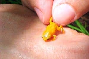 Poisonous orange mini-frogs discovered in Brazilian forest