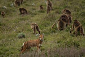 Monkeys' cosy alliance with wolves looks like domestication