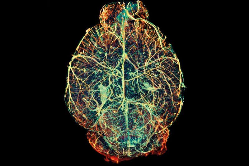 New Scientist. Science news and long reads from expert journalists, covering developments in science, technology, health and the environment on the website and the magazine.