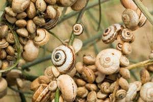 Snail's demise suggests sixth mass extinction is under way