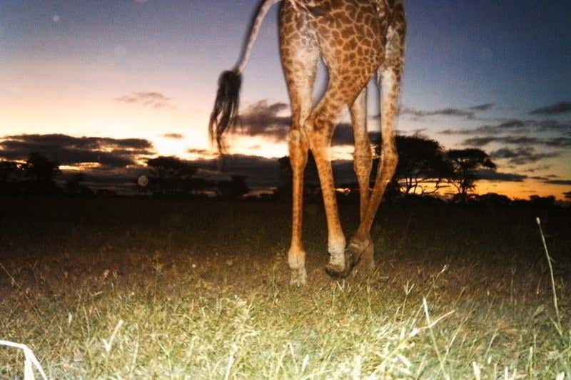 Serengeti snaps capture secret lives of animals