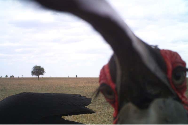Serengeti snaps capture secret lives of animals
