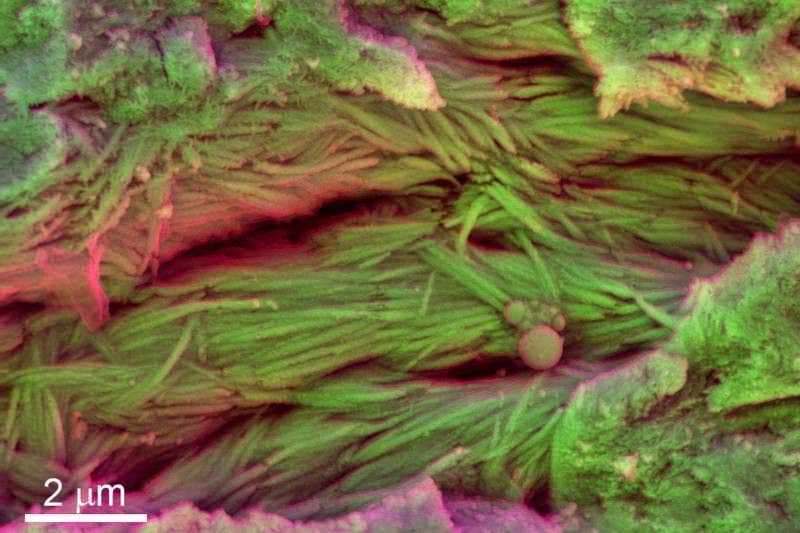 Dinosaur blood cells extracted from 75-million-year-old fossil