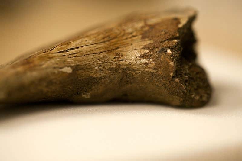 Dinosaur blood cells extracted from 75-million-year-old fossil