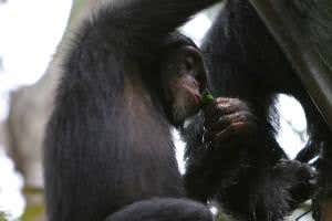 Cheers! Chimps' favourite tipple is sweet palm wine