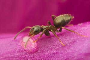 Trail-blazing ants show hints of metacognition when seeking food