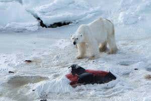 Polar bear caught eating dolphins and freezing the leftovers