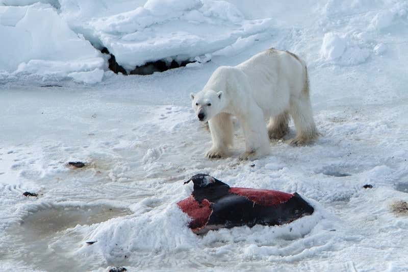 Polar bear caught eating dolphins and freezing the leftovers