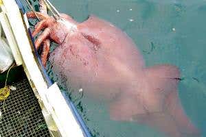 Colossal squid vs huge toothfish – clash of the deep-sea titans