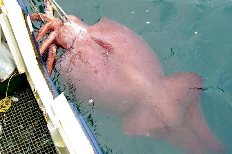 New Scientist. Science news and long reads from expert journalists, covering developments in science, technology, health and the environment on the website and the magazine.