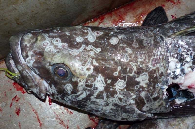 Colossal squid vs huge toothfish – clash of the deep-sea titans