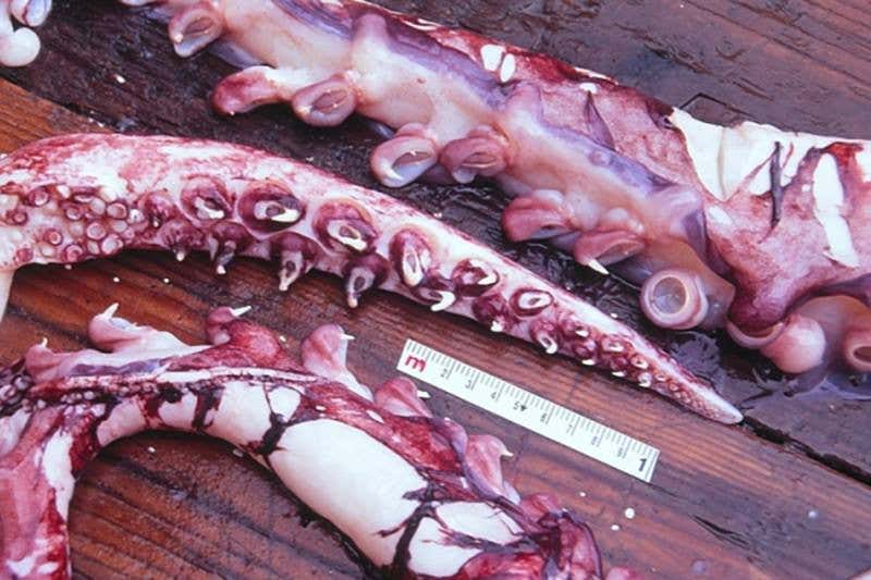 Colossal squid vs huge toothfish – clash of the deep-sea titans