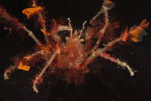 Zoologger: Decorator crabs accessorise to avoid being eaten