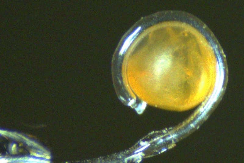 Soft robot tentacle can lasso an ant without harming it