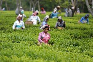 Climate change causing a headache for Assam tea growers in India