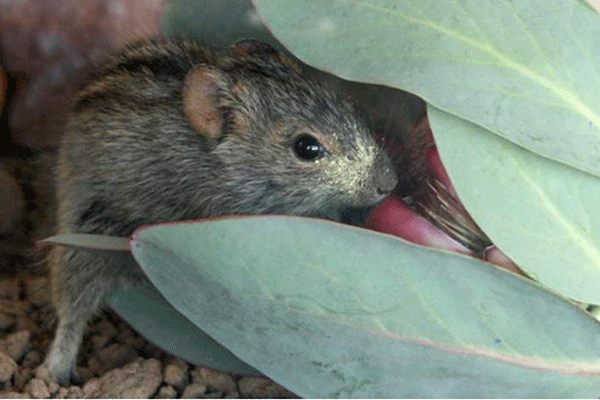 Voracious carnivores caught knocking back sugary flower nectar