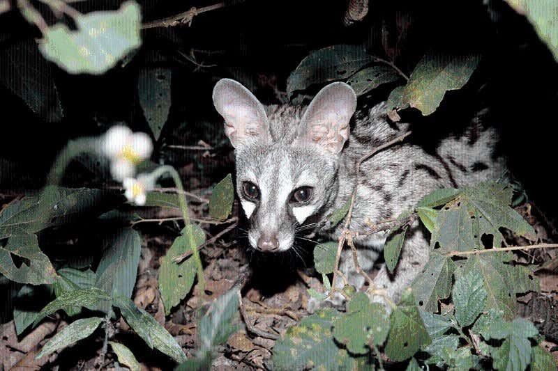 New Scientist. Science news and long reads from expert journalists, covering developments in science, technology, health and the environment on the website and the magazine.