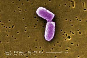 First circadian clock transplant allows <i>E. coli</i> to keep time