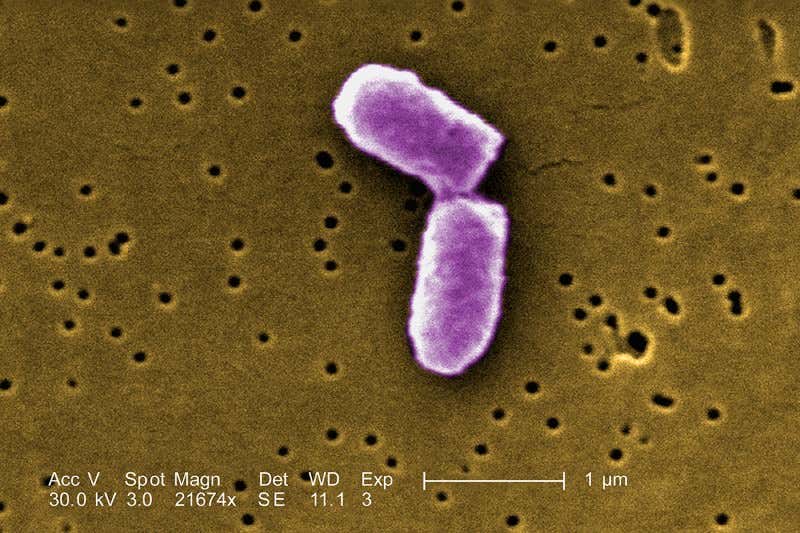 New Scientist. Science news and long reads from expert journalists, covering developments in science, technology, health and the environment on the website and the magazine.