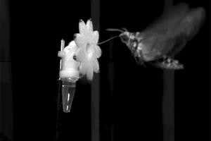 Hawkmoths slow down their brains so they can hit a moving target