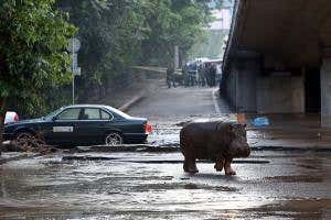 Hippos, bears and lions run wild after flood hits zoo in Georgia