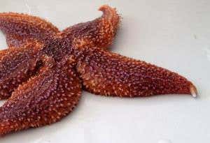 Watch a starfish squeeze a lodged object out of its arm