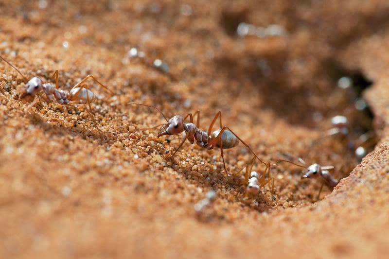 Silver coat lets Saharan ants withstand scorching desert heat