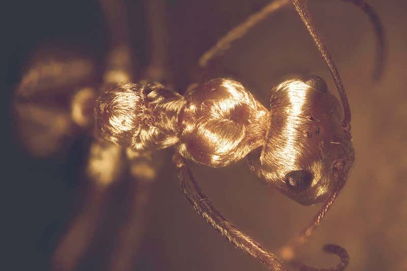 Silver coat lets Saharan ants withstand scorching desert heat