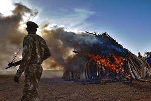 Crushing ivory stockpiles destroys vital evidence of poaching