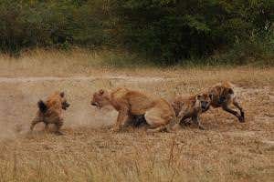 Team of hyenas works together to steal fresh carcass from lions