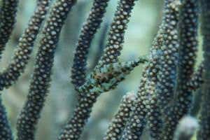 Zoologger: The fish that can vanish in 2 seconds flat