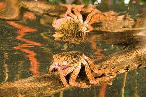 Hungry crabs snacking on mangrove seeds may foil reforestation