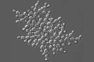 One gene may drive leap from single cell to multicellular life