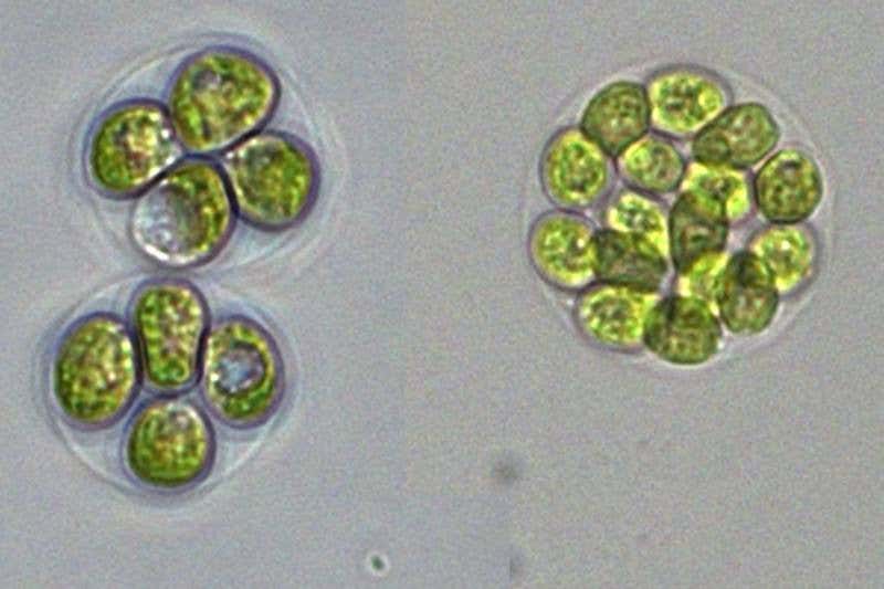 One gene may drive leap from single cell to multicellular life 