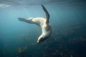 IUCN list shows no new extinctions – but they loom large