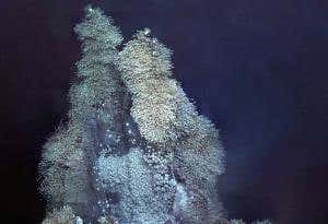 Antarctic Yeti crabs cling to hot jets and farm bacteria