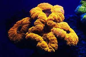 Glowing world of rainbow corals found in the Red Sea