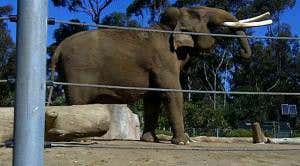 Wakey wakey! Yawning elephants snapped in the act