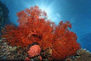 Heat-tolerant genes could help corals adapt to climate change