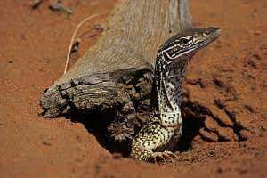 Zoologger: The vertebrate that digs the deepest nest