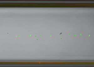 Single cells made to levitate, just like frogs and mice