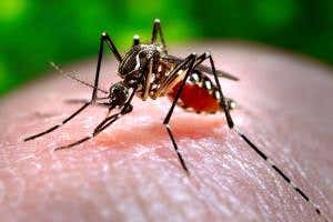The new regions at risk from mosquitoes carrying diseases