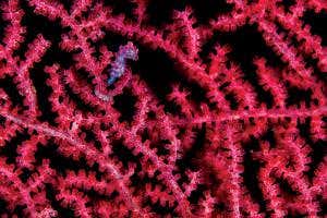 Cute but deadly: The camouflaged world of the pygmy seahorse