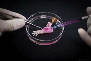 World's first biolimb: Rat forelimb grown in the lab