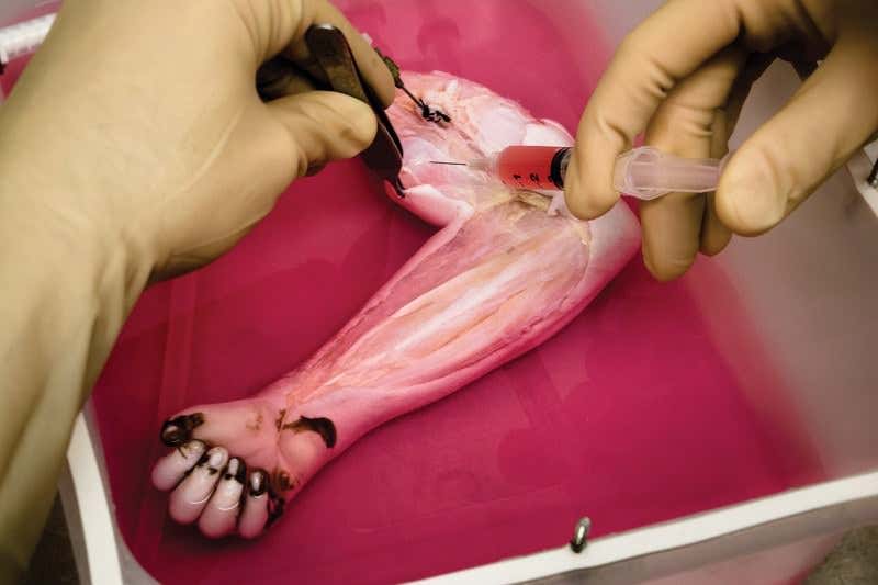 World's first biolimb: Rat forelimb grown in the lab