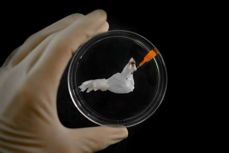 World's first biolimb: Rat forelimb grown in the lab